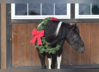 caballo de tiro Mestizo, Caballo castrado, 5 años, 135 cm