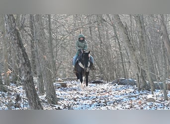 caballo de tiro Mestizo, Caballo castrado, 5 años, 135 cm