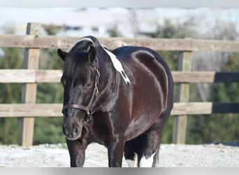 caballo de tiro Mestizo, Caballo castrado, 5 años, 135 cm