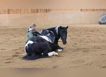 caballo de tiro Mestizo, Caballo castrado, 5 años, 135 cm