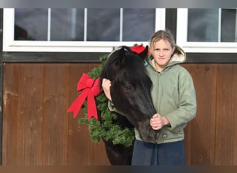 caballo de tiro Mestizo, Caballo castrado, 5 años, 135 cm