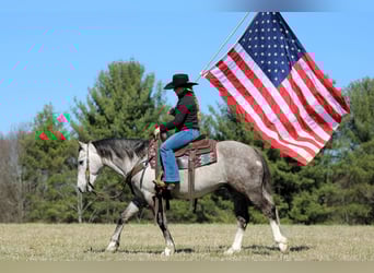 caballo de tiro Mestizo, Caballo castrado, 5 años, 140 cm, Tordo