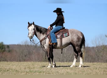 caballo de tiro Mestizo, Caballo castrado, 5 años, 140 cm, Tordo