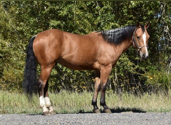 caballo de tiro Mestizo, Caballo castrado, 5 años, 142 cm, Buckskin/Bayo