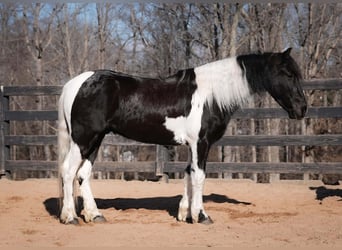 caballo de tiro Mestizo, Caballo castrado, 5 años, 145 cm, Pío