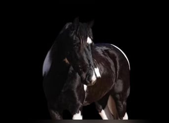 caballo de tiro Mestizo, Caballo castrado, 5 años, 145 cm, Pío