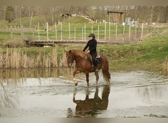 caballo de tiro Mestizo, Caballo castrado, 5 años, 147 cm, Alazán rojizo