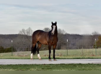caballo de tiro, Caballo castrado, 5 años, 147 cm, Castaño rojizo