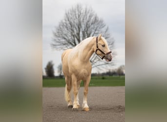 caballo de tiro Mestizo, Caballo castrado, 5 años, 147 cm, Champán