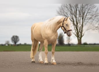 caballo de tiro, Caballo castrado, 5 años, 147 cm, Palomino