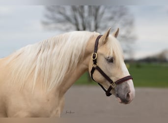 caballo de tiro, Caballo castrado, 5 años, 147 cm, Palomino