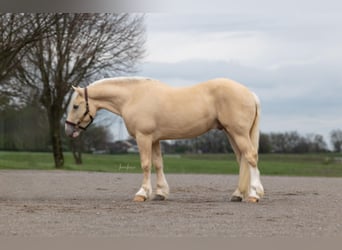 caballo de tiro, Caballo castrado, 5 años, 147 cm, Palomino