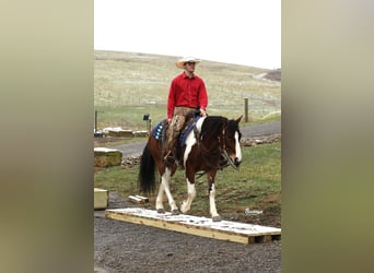 caballo de tiro Mestizo, Caballo castrado, 5 años, 147 cm, Tobiano-todas las-capas