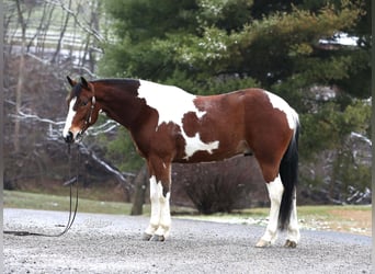 caballo de tiro Mestizo, Caballo castrado, 5 años, 147 cm, Tobiano-todas las-capas