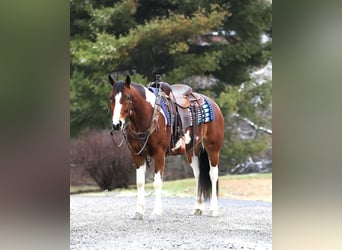 caballo de tiro Mestizo, Caballo castrado, 5 años, 147 cm, Tobiano-todas las-capas