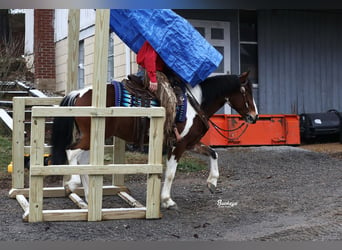 caballo de tiro Mestizo, Caballo castrado, 5 años, 147 cm, Tobiano-todas las-capas