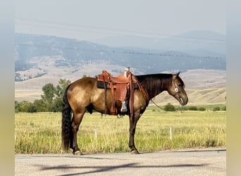 caballo de tiro Mestizo, Caballo castrado, 5 años, 150 cm, Buckskin/Bayo