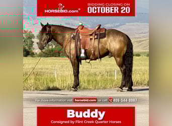 caballo de tiro Mestizo, Caballo castrado, 5 años, 150 cm, Buckskin/Bayo