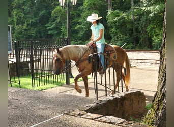 caballo de tiro, Caballo castrado, 5 años, 150 cm, Castaño