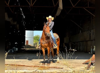 caballo de tiro, Caballo castrado, 5 años, 150 cm, Castaño rojizo