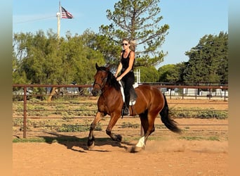 caballo de tiro, Caballo castrado, 5 años, 150 cm, Castaño rojizo