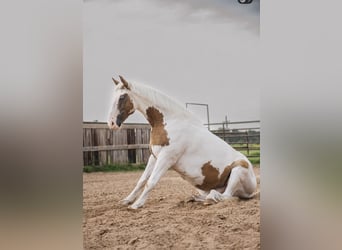 caballo de tiro Mestizo, Caballo castrado, 5 años, 152 cm, Alazán rojizo