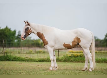 caballo de tiro Mestizo, Caballo castrado, 5 años, 152 cm, Alazán rojizo