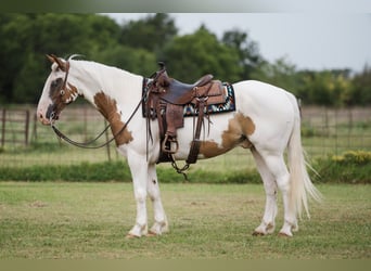 caballo de tiro Mestizo, Caballo castrado, 5 años, 152 cm, Alazán rojizo