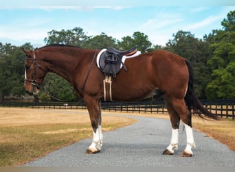 caballo de tiro Mestizo, Caballo castrado, 5 años, 152 cm, Castaño rojizo