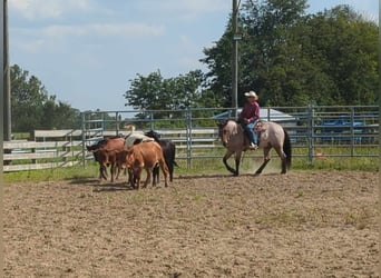 caballo de tiro, Caballo castrado, 5 años, 152 cm, Castaño-ruano