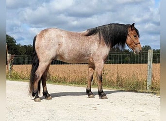 caballo de tiro, Caballo castrado, 5 años, 152 cm, Castaño-ruano