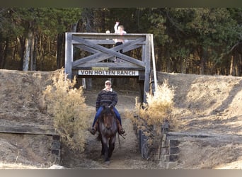 caballo de tiro Mestizo, Caballo castrado, 5 años, 152 cm, Castaño-ruano