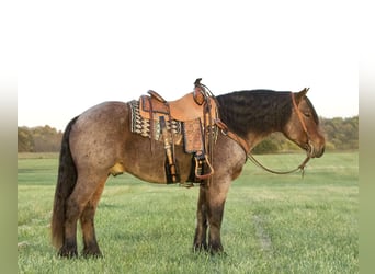 caballo de tiro Mestizo, Caballo castrado, 5 años, 152 cm, Castaño-ruano