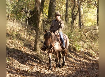 caballo de tiro Mestizo, Caballo castrado, 5 años, 152 cm, Castaño-ruano