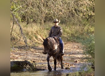 caballo de tiro Mestizo, Caballo castrado, 5 años, 152 cm, Castaño-ruano