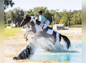 caballo de tiro Mestizo, Caballo castrado, 5 años, 152 cm, Pío