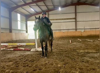 caballo de tiro, Caballo castrado, 5 años, 154 cm, Tordo ruano