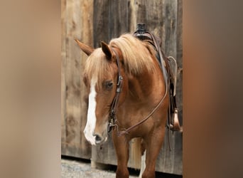 caballo de tiro, Caballo castrado, 5 años, 155 cm, Alazán rojizo