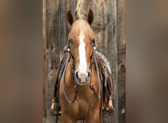 caballo de tiro, Caballo castrado, 5 años, 155 cm, Alazán rojizo