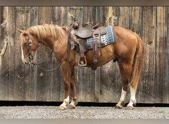 caballo de tiro, Caballo castrado, 5 años, 155 cm, Alazán rojizo