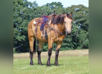 caballo de tiro Mestizo, Caballo castrado, 5 años, 155 cm, Buckskin/Bayo