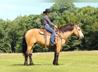 caballo de tiro Mestizo, Caballo castrado, 5 años, 155 cm, Buckskin/Bayo