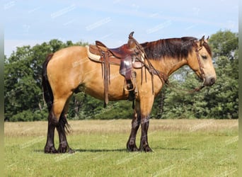 caballo de tiro Mestizo, Caballo castrado, 5 años, 155 cm, Buckskin/Bayo