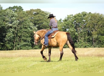 caballo de tiro Mestizo, Caballo castrado, 5 años, 155 cm, Buckskin/Bayo