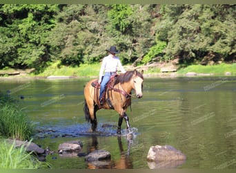 caballo de tiro Mestizo, Caballo castrado, 5 años, 155 cm, Buckskin/Bayo