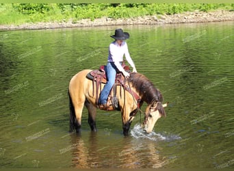 caballo de tiro Mestizo, Caballo castrado, 5 años, 155 cm, Buckskin/Bayo