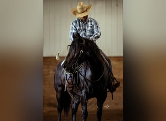 caballo de tiro Mestizo, Caballo castrado, 5 años, 155 cm, Castaño
