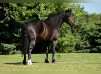 caballo de tiro Mestizo, Caballo castrado, 5 años, 155 cm, Castaño