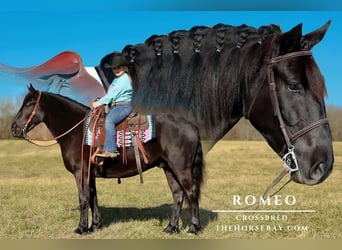 caballo de tiro, Caballo castrado, 5 años, 155 cm, Negro