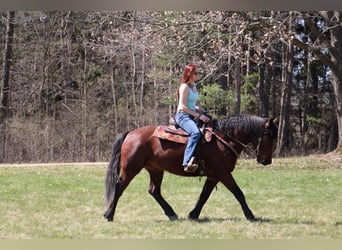 caballo de tiro, Caballo castrado, 5 años, 157 cm, Castaño rojizo